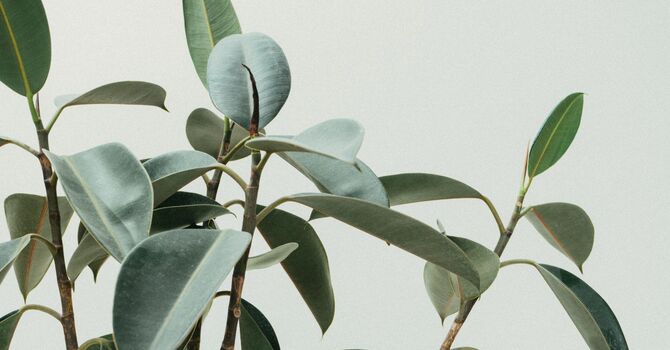 Psychology and Therapy Services