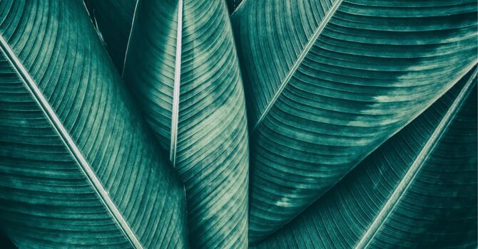 Psychology and Therapy Services